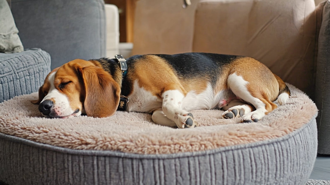 Beagle asleep on its side in a round dog bed